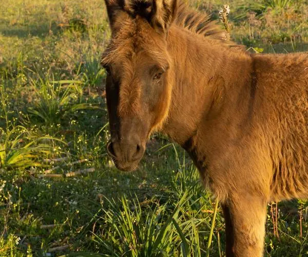 Villa Calme Avec Piscine Chauffee - 6 Personnes - Figari Proche Porto-Vecchio Et Bonifacio *